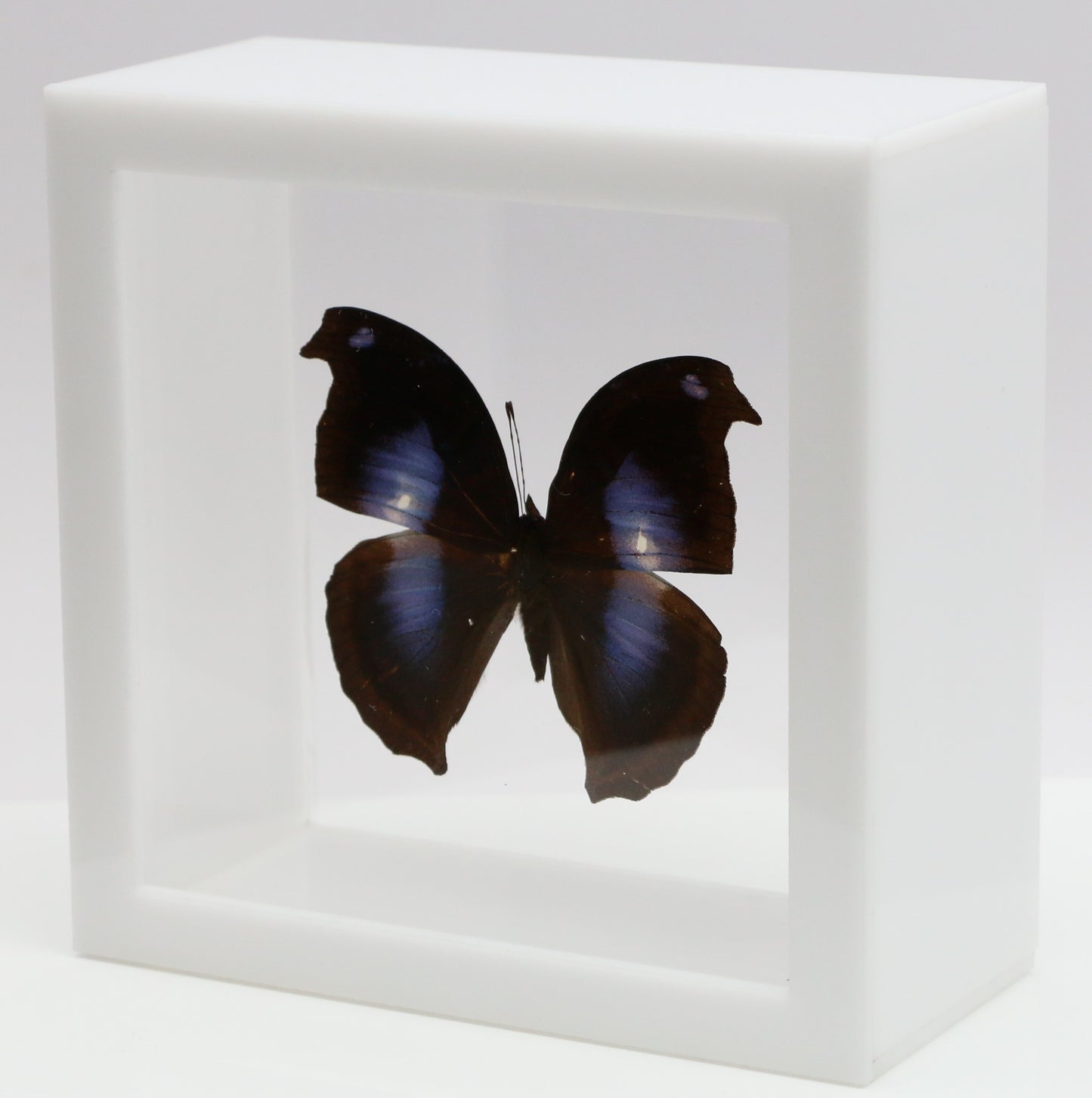 9050506 - Real Butterfly Acrylic Display Box - 5"X5" - Great Blue Hookwing (Napeocles jacunda)