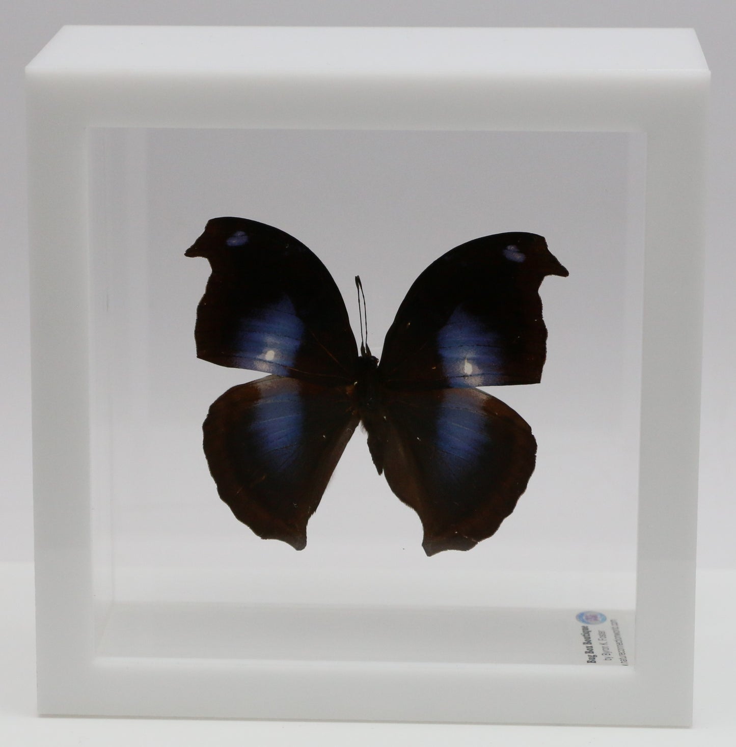 9050506 - Real Butterfly Acrylic Display Box - 5"X5" - Great Blue Hookwing ﻿(Napeocles jacunda)