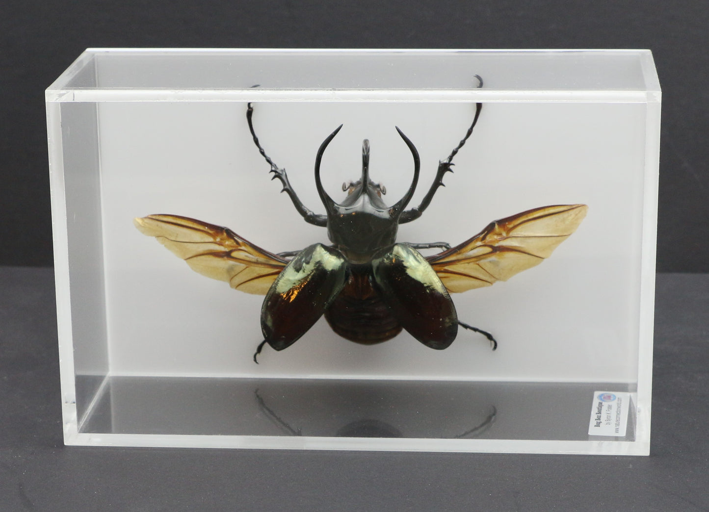 9050801 - Real Bug Acrylic Display Box - 5"X8" - Caucasus Atlas Beetle (Chalcosoma caucasus) - Spread Male