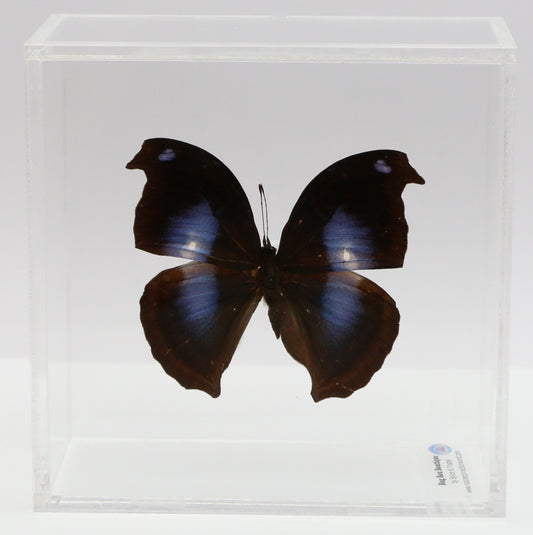 9050506 - Real Butterfly Acrylic Display Box - 5"X5" - Great Blue Hookwing ﻿(Napeocles jacunda)