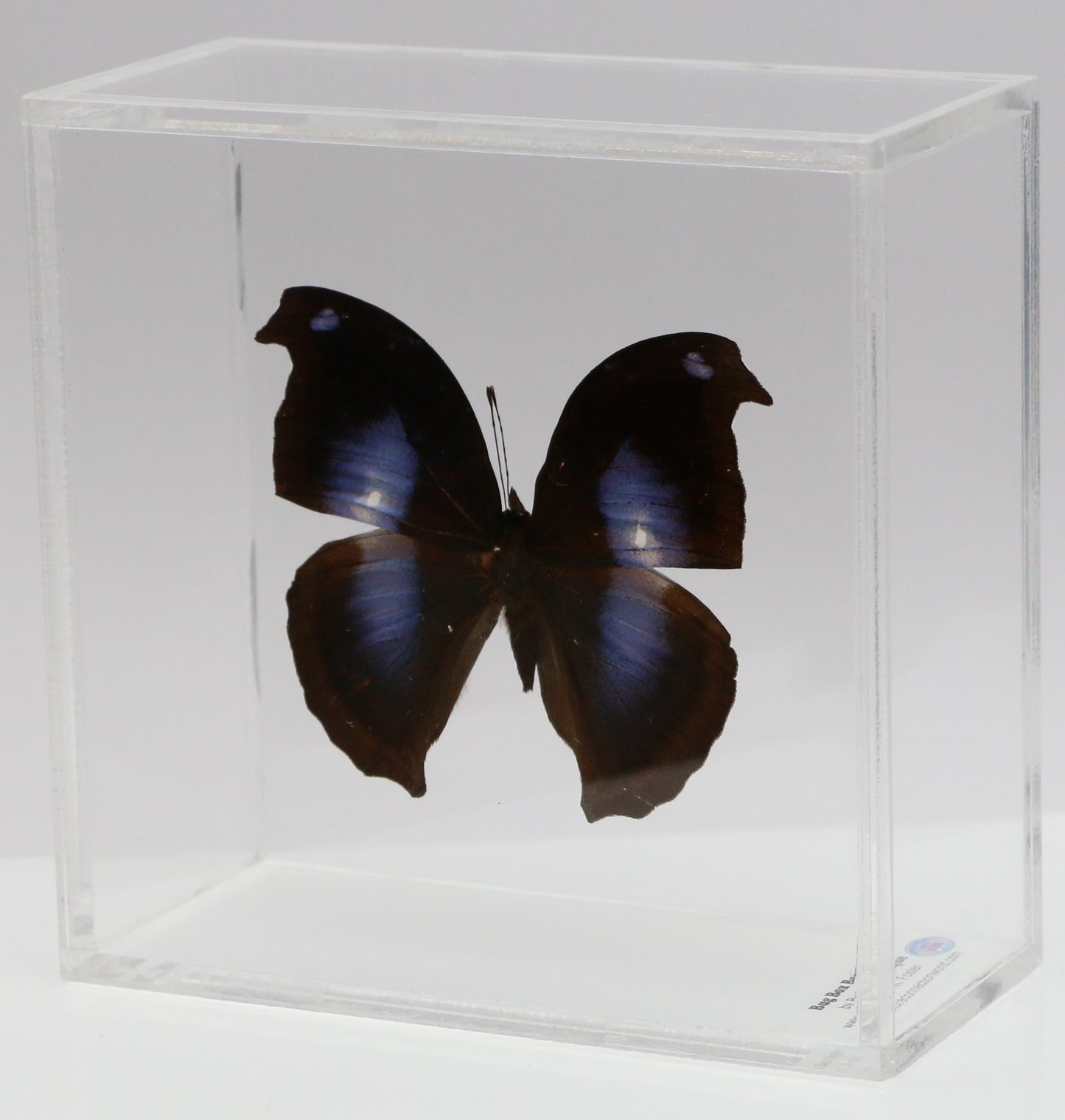 9050506 - Real Butterfly Acrylic Display Box - 5"X5" - Great Blue Hookwing (Napeocles jacunda)