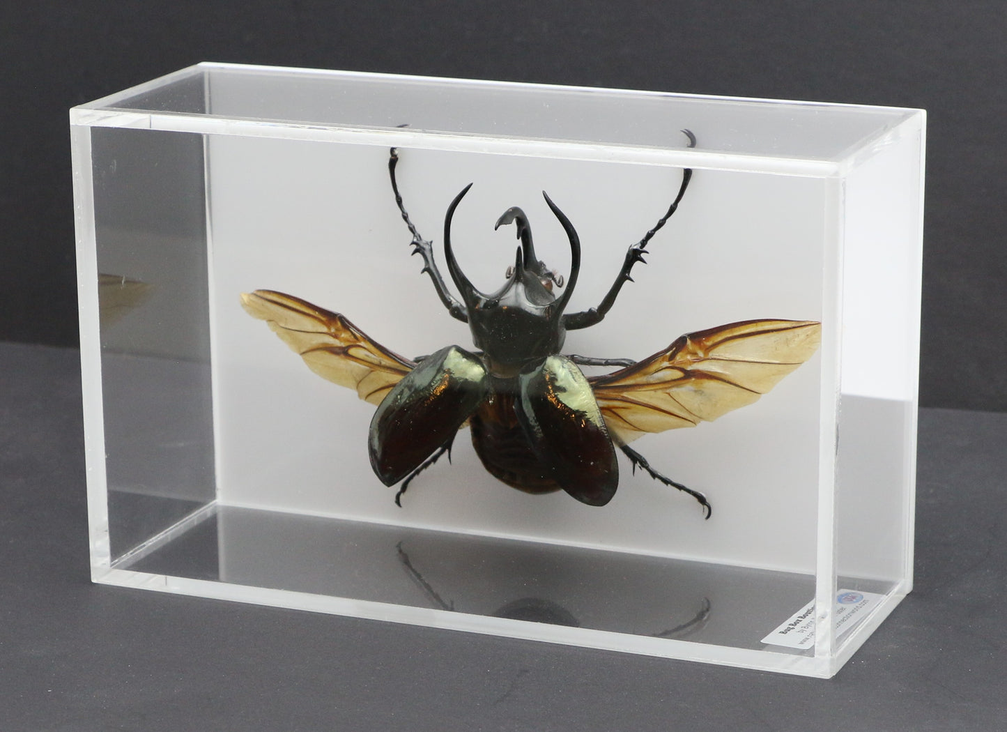 9050801 - Real Bug Acrylic Display Box - 5"X8" - Caucasus Atlas Beetle (Chalcosoma caucasus) - Spread Male