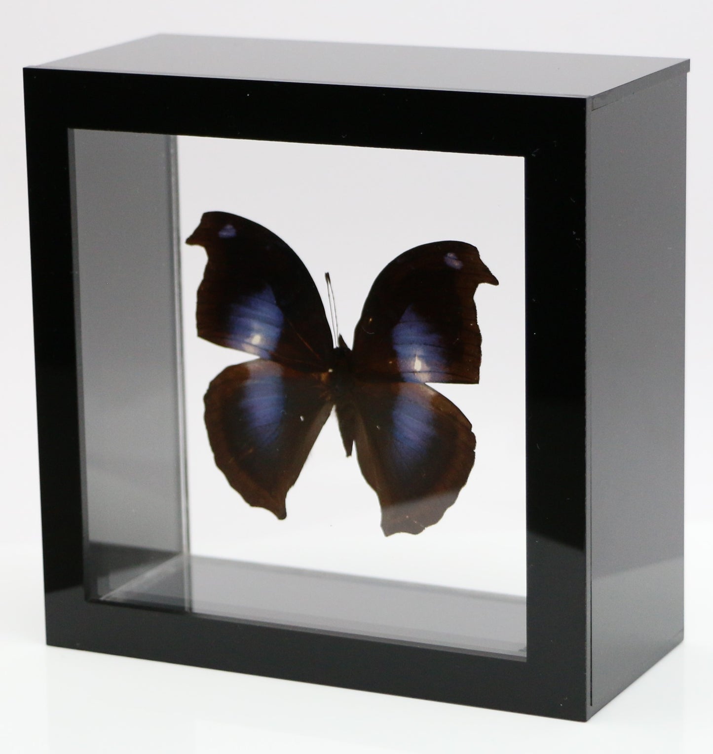 9050506 - Real Butterfly Acrylic Display Box - 5"X5" - Great Blue Hookwing (Napeocles jacunda)