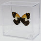 9040418 - Real Butterfly Acrylic Display Box - 4"X4" - Meek's Jezebel Butterfly (Delias meeki) - Ventral