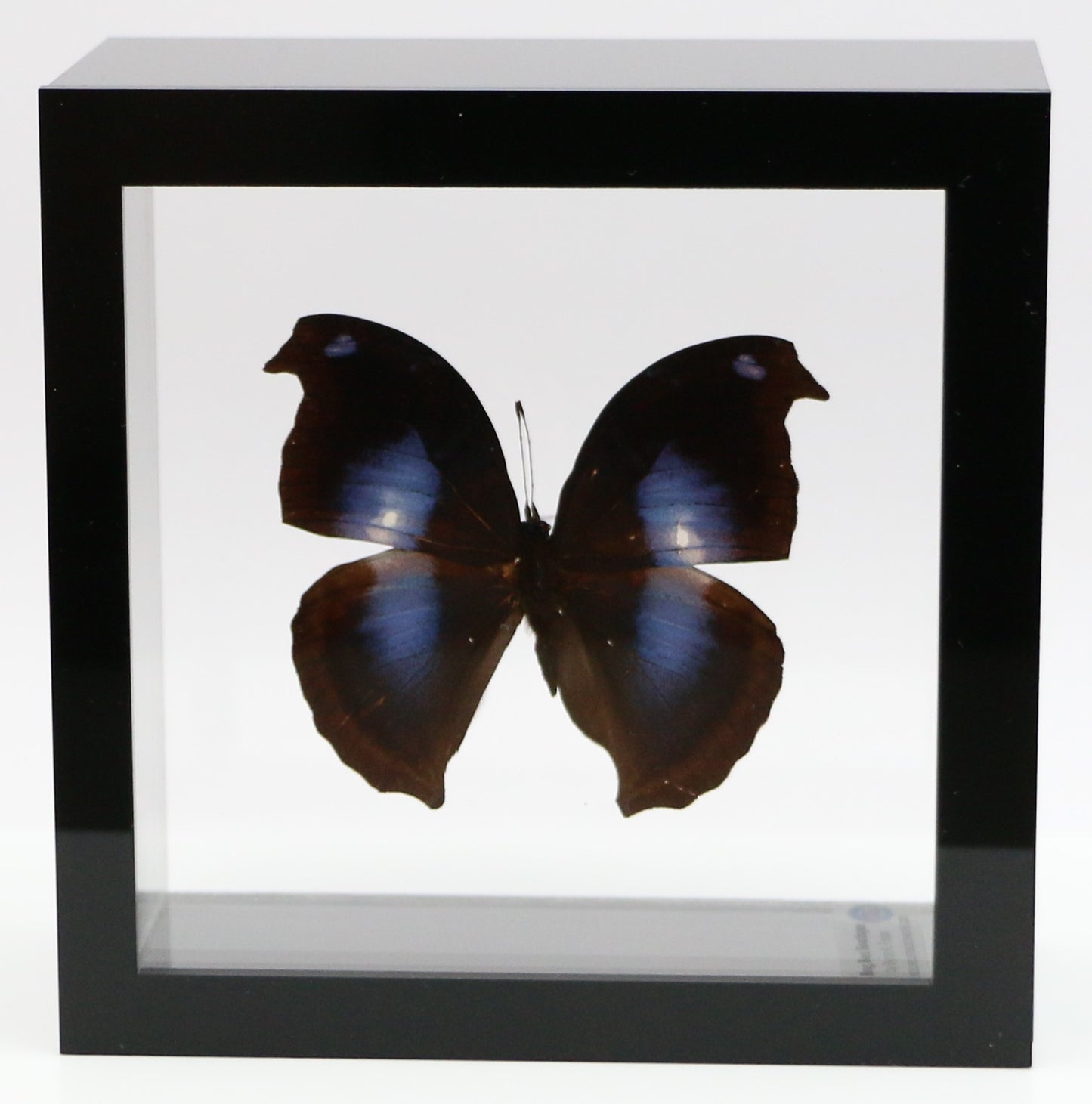 9050506 - Real Butterfly Acrylic Display Box - 5"X5" - Great Blue Hookwing ﻿(Napeocles jacunda)