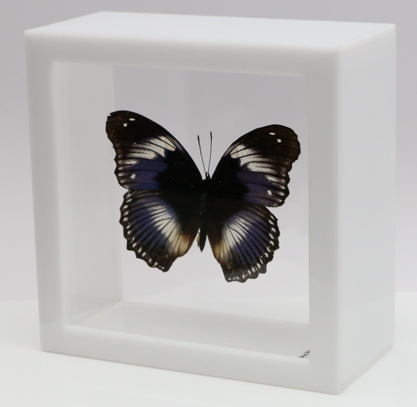 9050507 - Real Butterfly Acrylic Display Box - 5"X5" - Blue Diadem Butterfly (Hypolimnas salmacis)