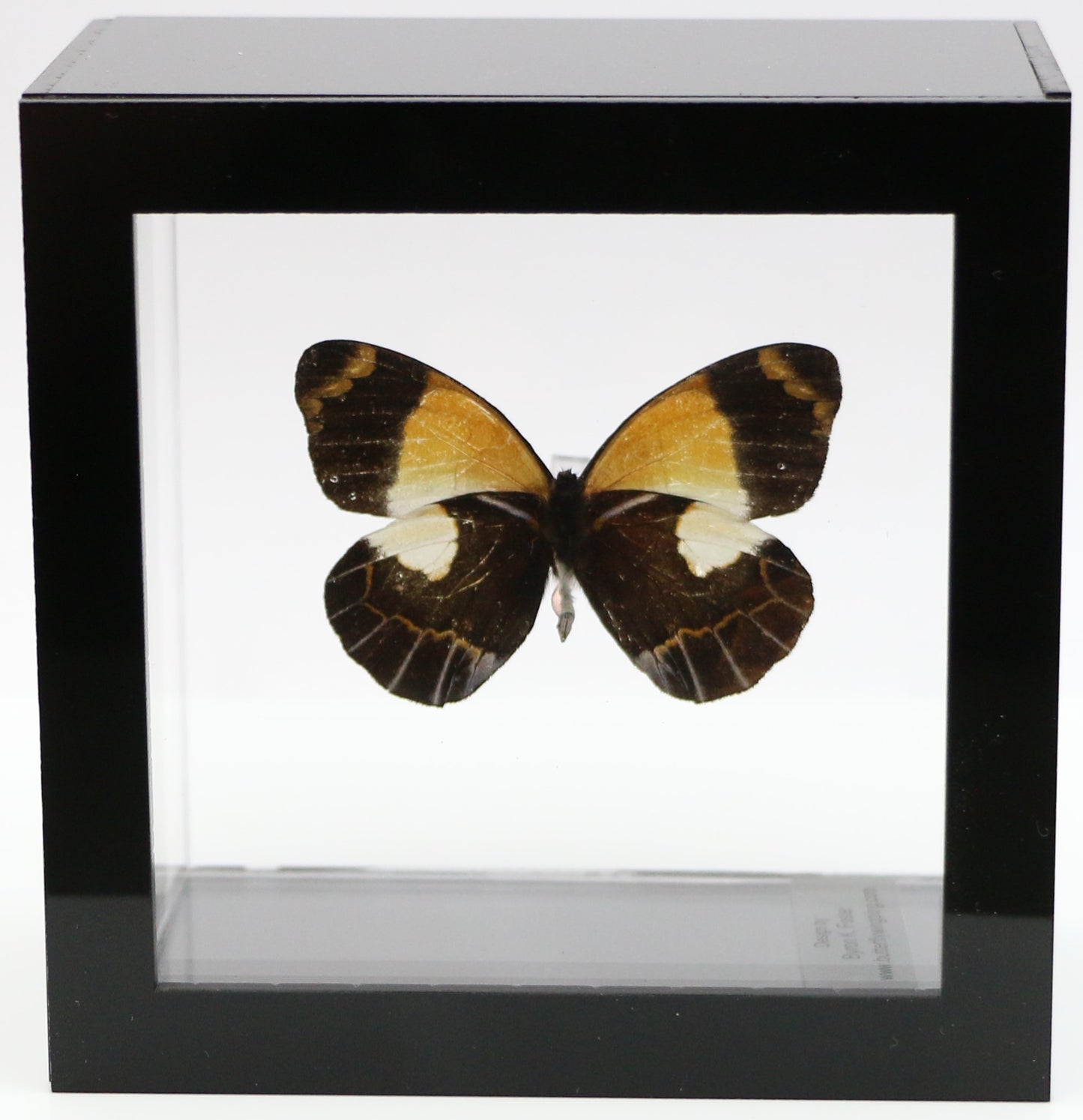 9040418 - Real Butterfly Acrylic Display Box - 4"X4" - Meek's Jezebel Butterfly (Delias meeki) - Ventral