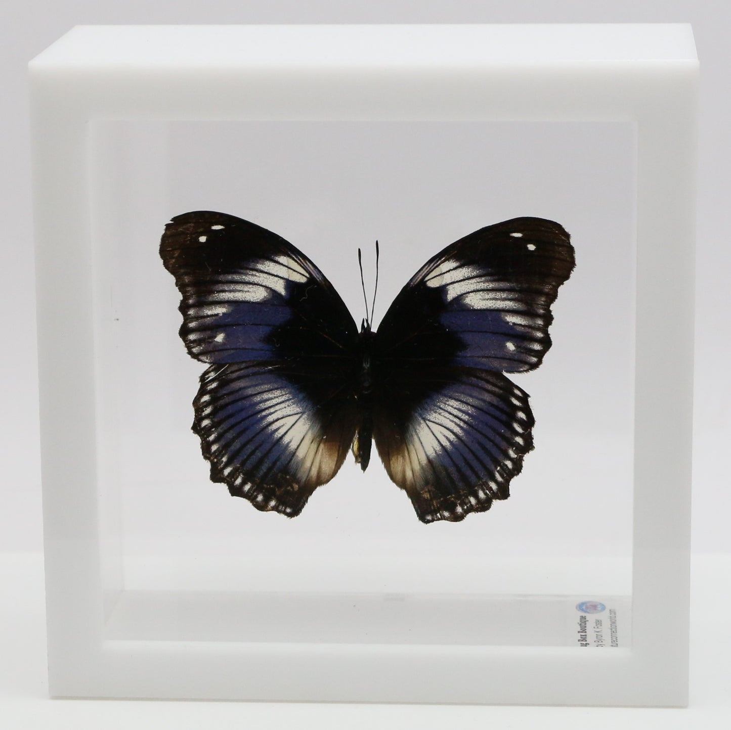 9050507 - Real Butterfly Acrylic Display Box - 5"X5" - Blue Diadem Butterfly (Hypolimnas salmacis)