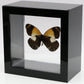 9040418 - Real Butterfly Acrylic Display Box - 4"X4" - Meek's Jezebel Butterfly (Delias meeki) - Ventral
