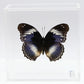 9050507 - Real Butterfly Acrylic Display Box - 5"X5" - Blue Diadem Butterfly ﻿(Hypolimnas salmacis)