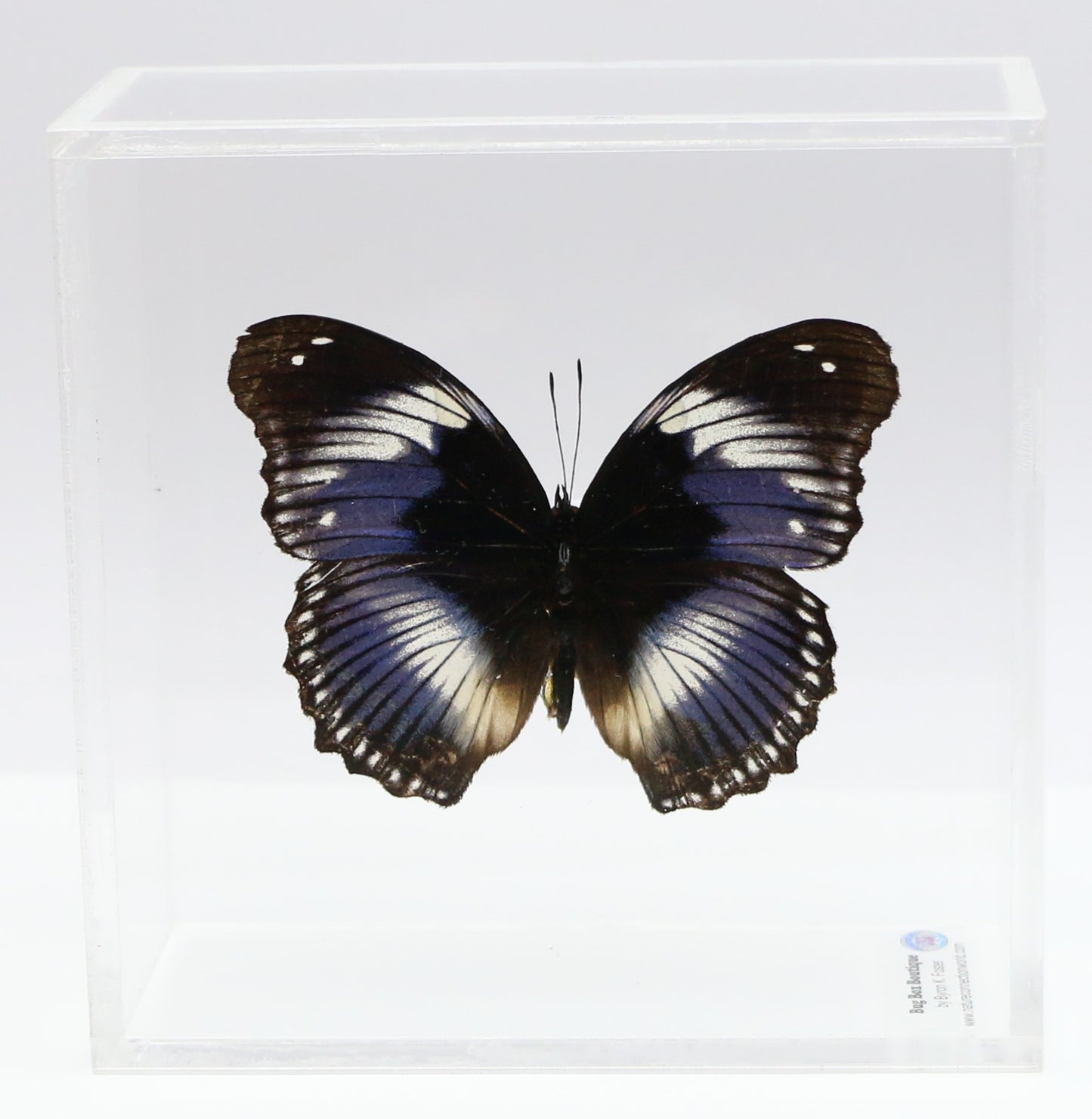 9050507 - Real Butterfly Acrylic Display Box - 5"X5" - Blue Diadem Butterfly ﻿(Hypolimnas salmacis)