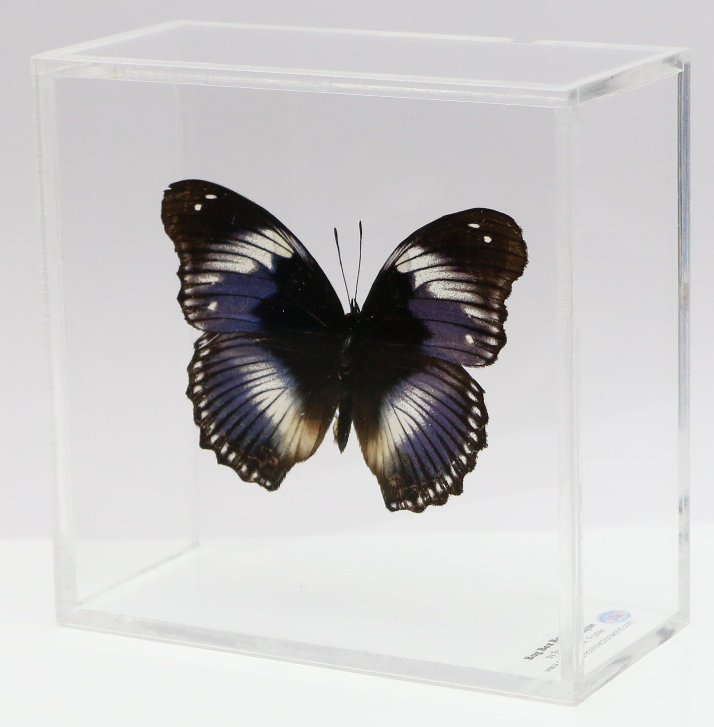 9050507 - Real Butterfly Acrylic Display Box - 5"X5" - Blue Diadem Butterfly ﻿(Hypolimnas salmacis)