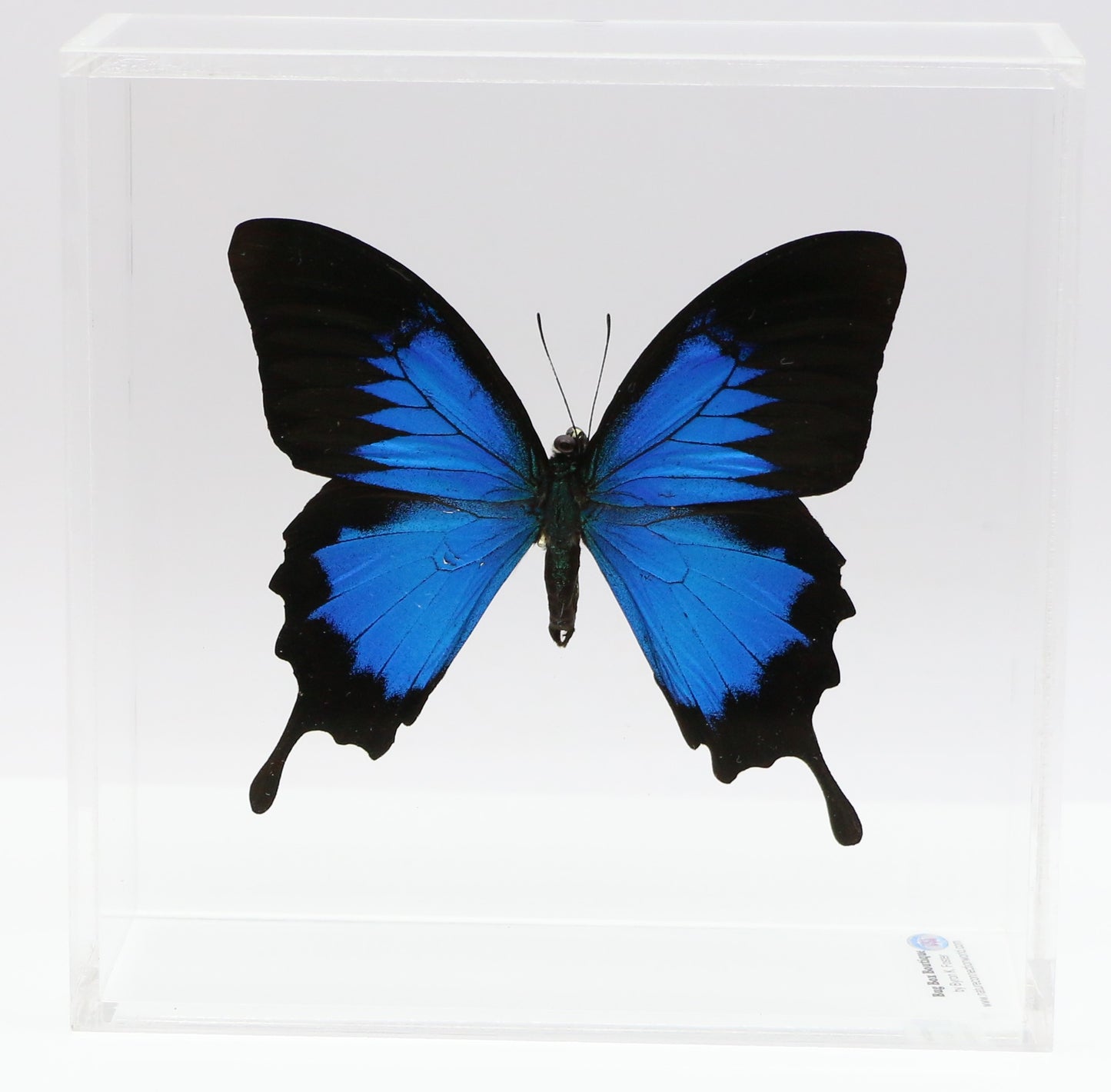 9060621 - Real Butterfly Acrylic Display Box - 6" X 6" - Blue Mountain Swallowtail (Papilio ulysses)