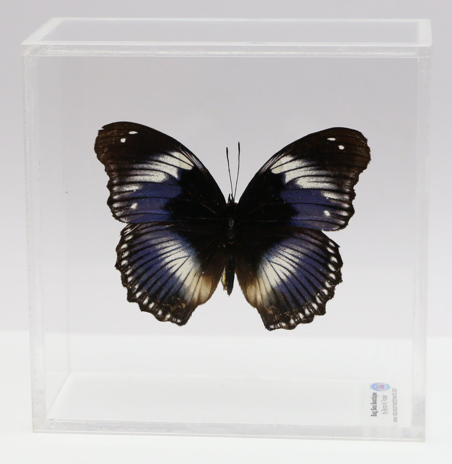 9050507 - Real Butterfly Acrylic Display Box - 5"X5" - Blue Diadem Butterfly ﻿(Hypolimnas salmacis)