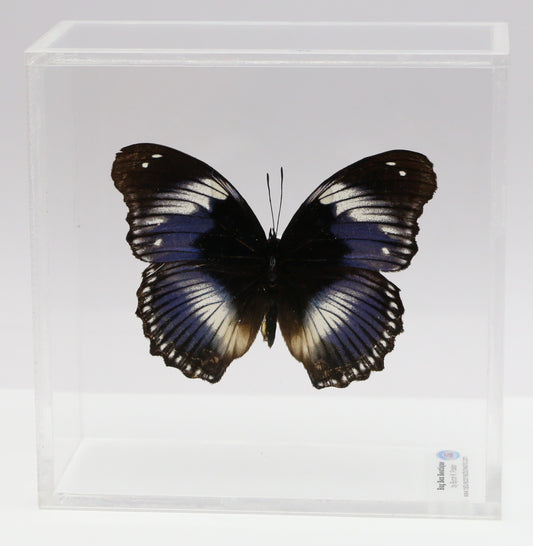 9050507 - Real Butterfly Acrylic Display Box - 5"X5" - Blue Diadem Butterfly (Hypolimnas salmacis)