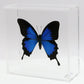 9060621 - Real Butterfly Acrylic Display Box - 6" X 6" - Blue Mountain Swallowtail (Papilio ulysses)