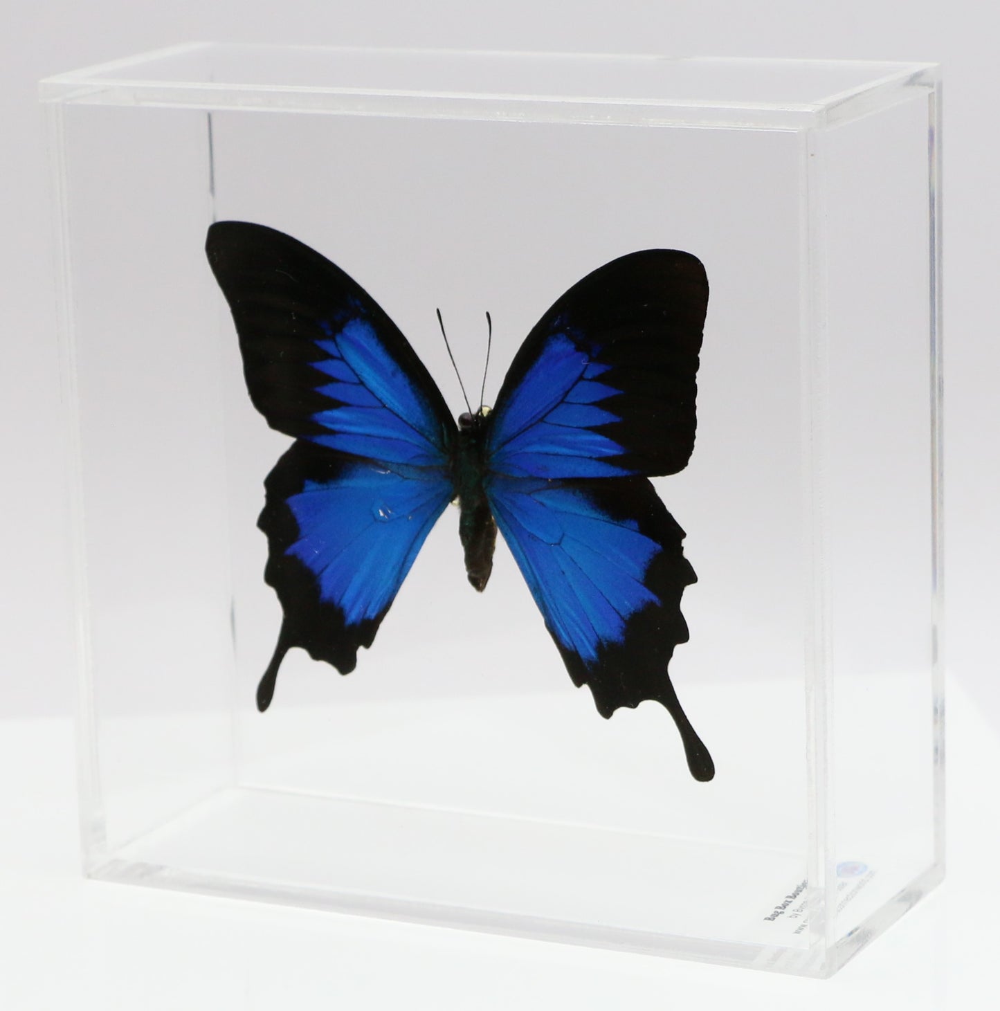 9060621 - Real Butterfly Acrylic Display Box - 6" X 6" - Blue Mountain Swallowtail (Papilio ulysses)