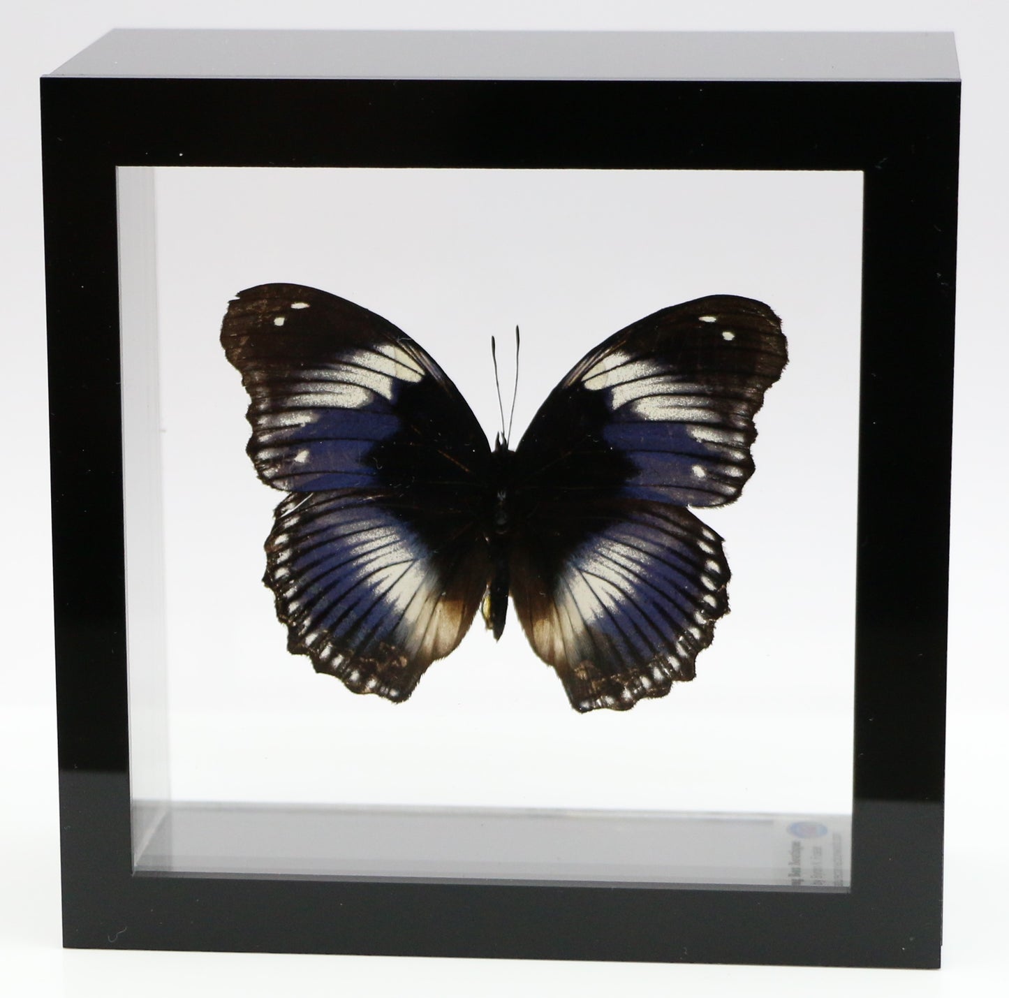 9050507 - Real Butterfly Acrylic Display Box - 5"X5" - Blue Diadem Butterfly (Hypolimnas salmacis)