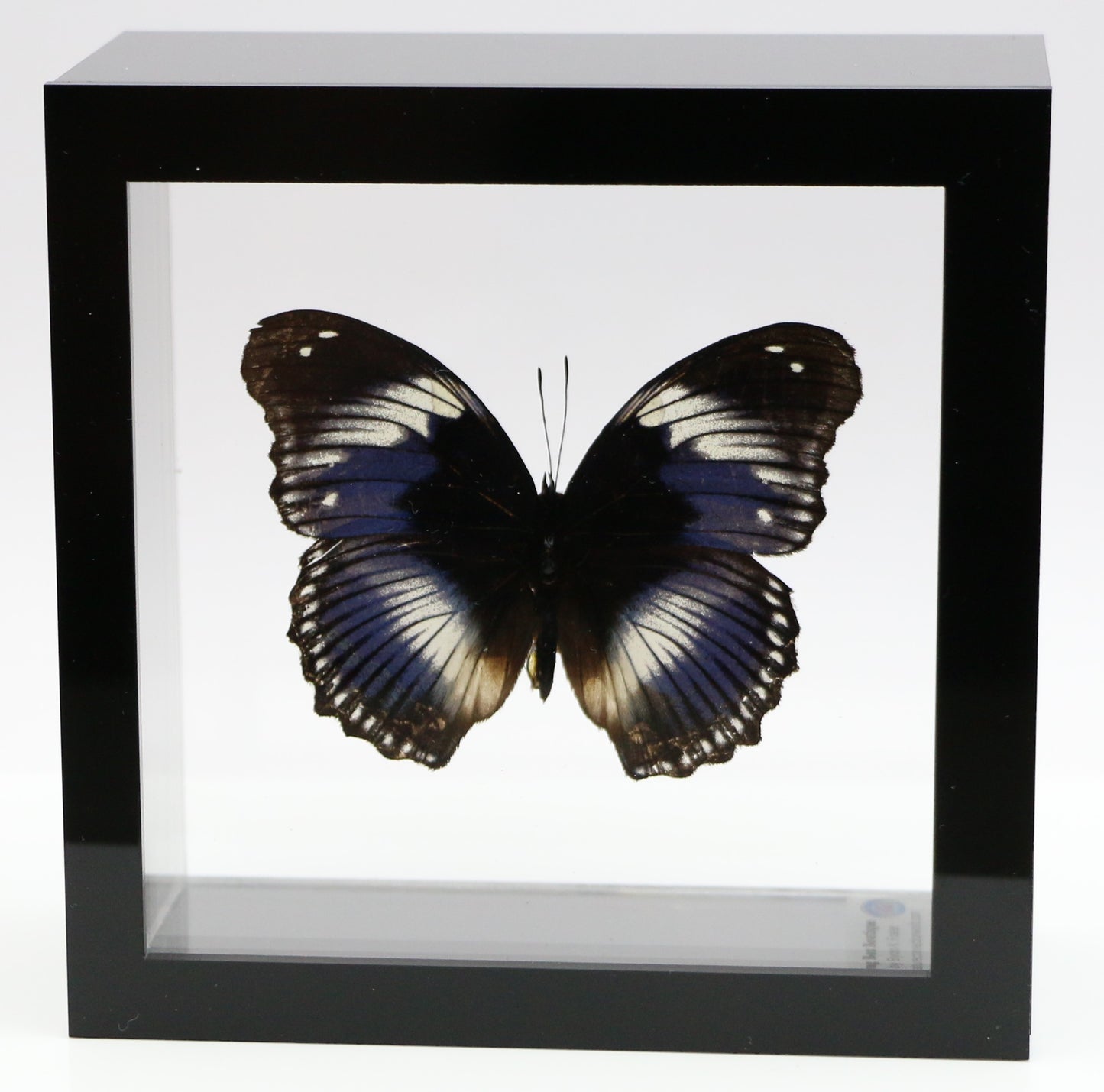 9050507 - Real Butterfly Acrylic Display Box - 5"X5" - Blue Diadem Butterfly ﻿(Hypolimnas salmacis)