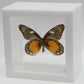 9040415 -Real Butterfly Acrylic Display Box - 4"X4" - Red Spot Jezebel Butterfly (Delias zubuda) - Male - Ventral