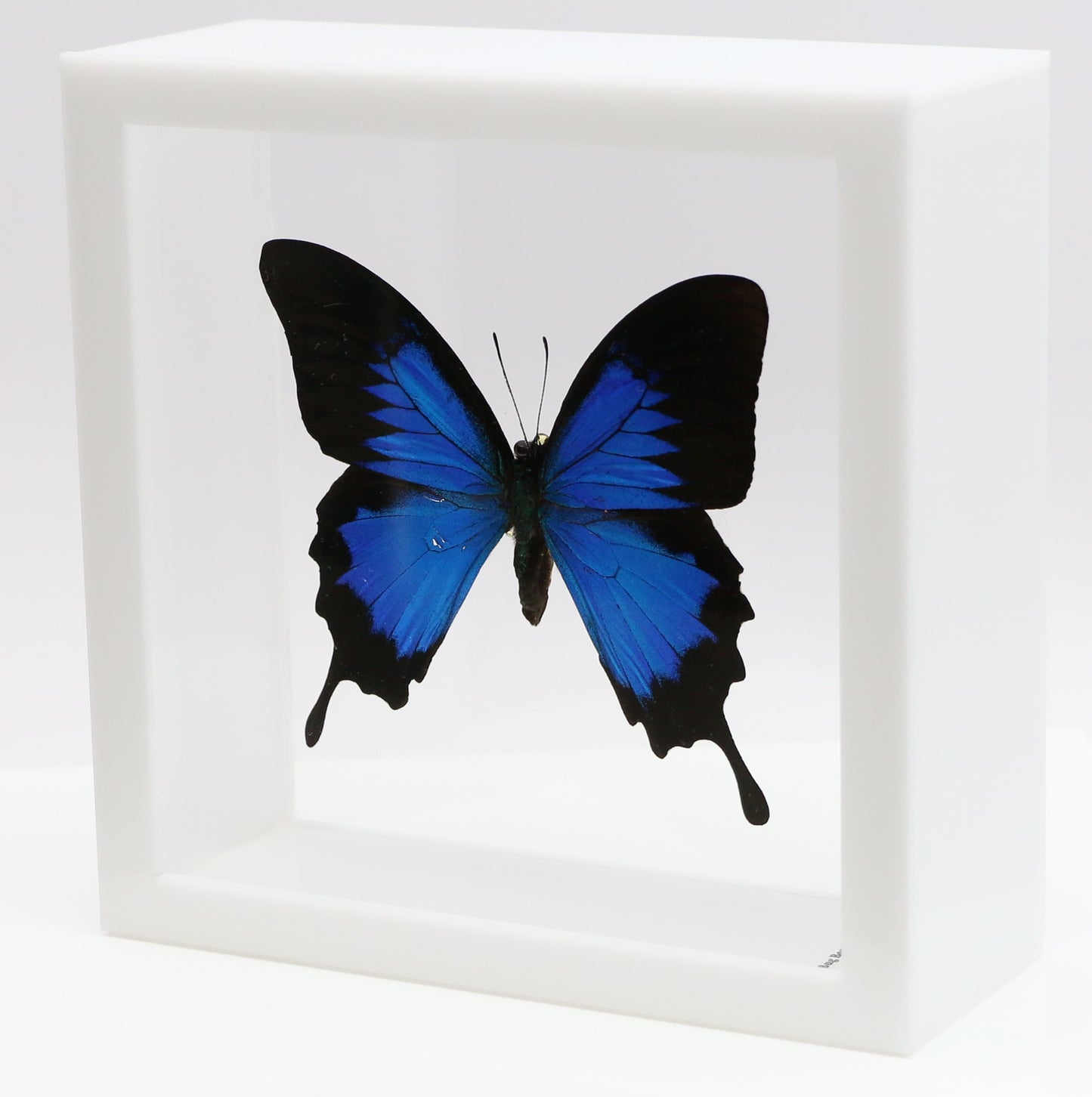9060621 - Real Butterfly Acrylic Display Box - 6" X 6" - Blue Mountain Swallowtail (Papilio ulysses)