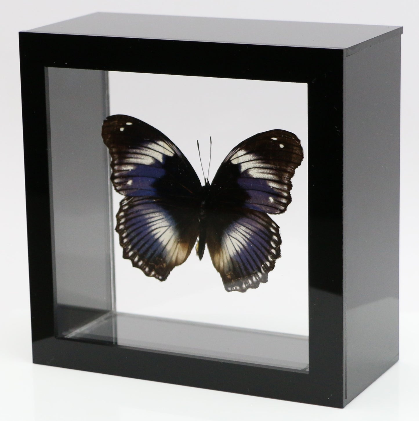 9050507 - Real Butterfly Acrylic Display Box - 5"X5" - Blue Diadem Butterfly ﻿(Hypolimnas salmacis)