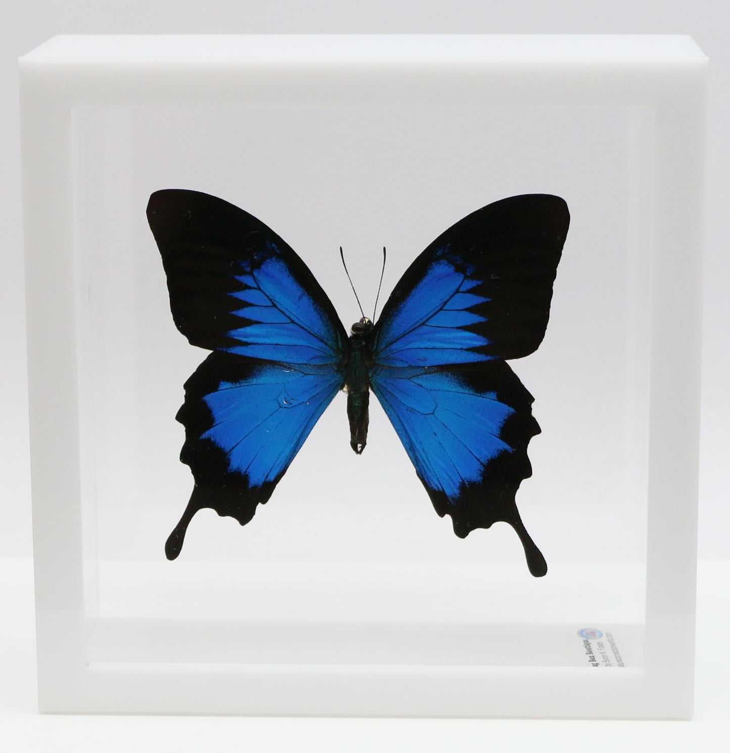 9060621 - Real Butterfly Acrylic Display Box - 6" X 6" - Blue Mountain Swallowtail (Papilio ulysses)