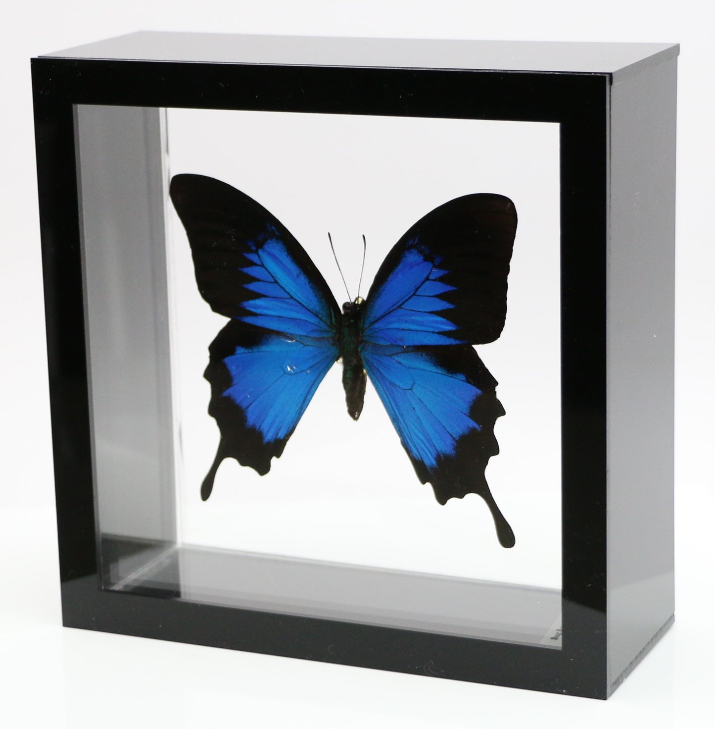 9060621 - Real Butterfly Acrylic Display Box - 6" X 6" - Blue Mountain Swallowtail (Papilio ulysses)