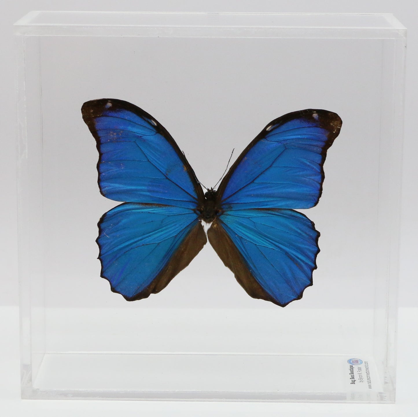 9060602 - Real Butterfly Acrylic Display Box - 6" X 6" - Blue Morpho (Morpho menelaus)