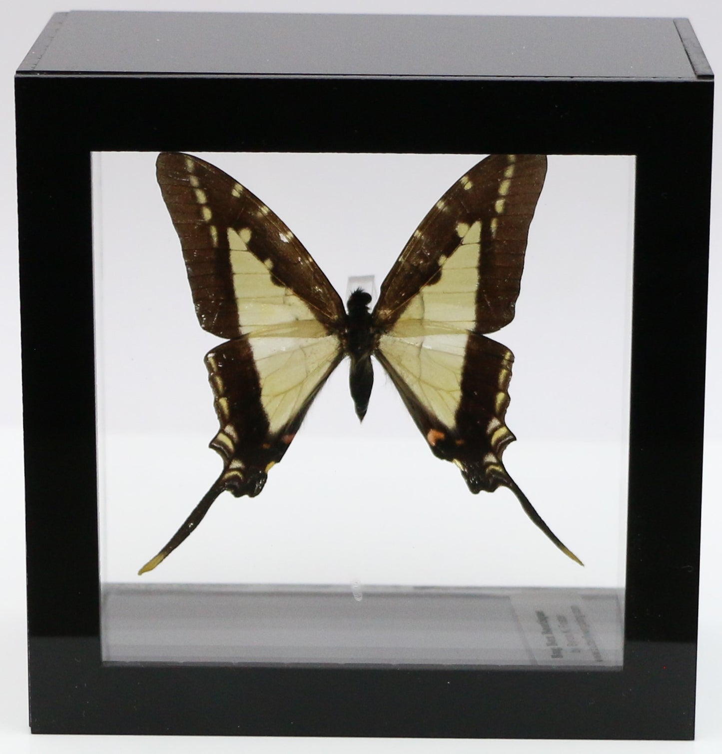 9050513 - Real Butterfly Acrylic Display Box - 5" X 5" -  Thick-Border Kite Swallowtail (Eurytides lacandones)
