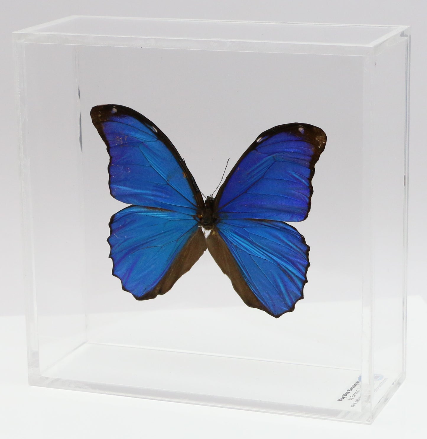 9060602 - Real Butterfly Acrylic Display Box - 6" X 6" - Blue Morpho (Morpho menelaus)