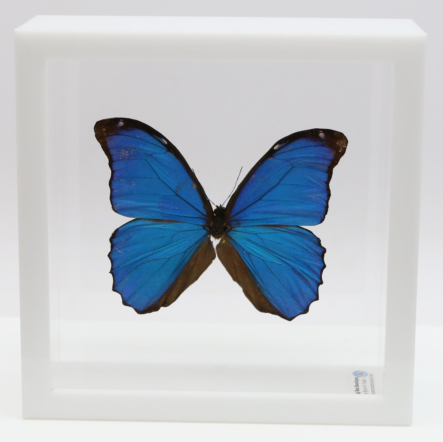 9060602 - Real Butterfly Acrylic Display Box - 6" X 6" - Blue Morpho (Morpho menelaus)