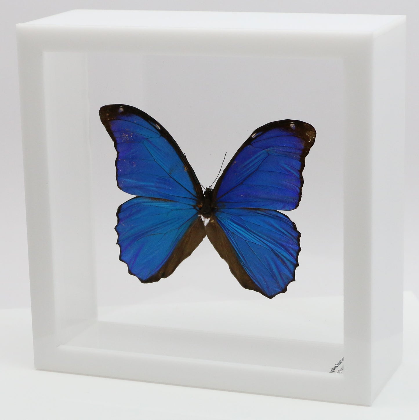 9060602 - Real Butterfly Acrylic Display Box - 6" X 6" - Blue Morpho (Morpho menelaus)