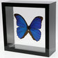 9060602 - Real Butterfly Acrylic Display Box - 6" X 6" - Blue Morpho (Morpho menelaus)