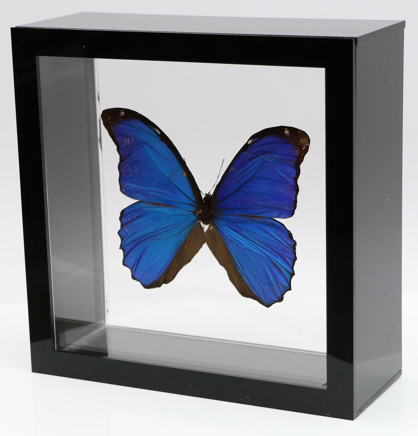 9060602 - Real Butterfly Acrylic Display Box - 6" X 6" - Blue Morpho (Morpho menelaus)