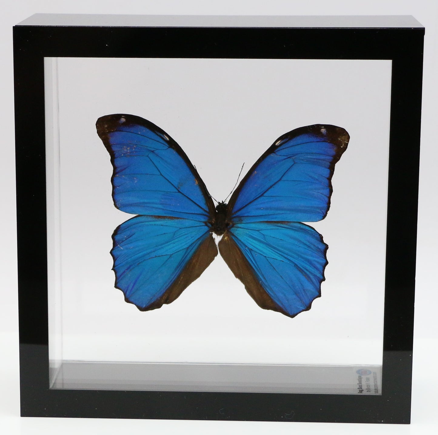 9060602 - Real Butterfly Acrylic Display Box - 6" X 6" - Blue Morpho (Morpho menelaus)