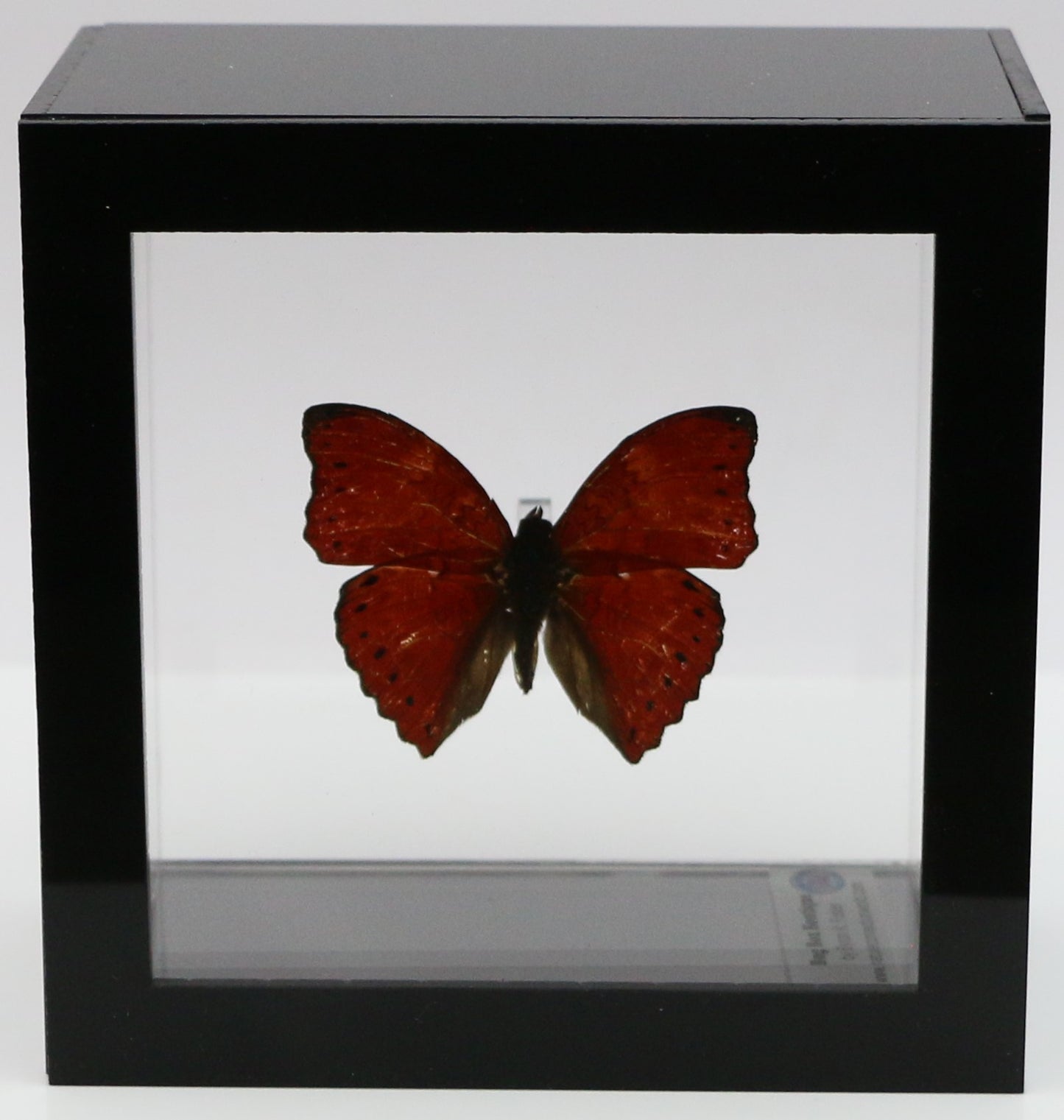 9040404 - Real Butterfly Acrylic Display Box - 4" X 4" - Red Glider Butterfly (Cymothoe sangaris).