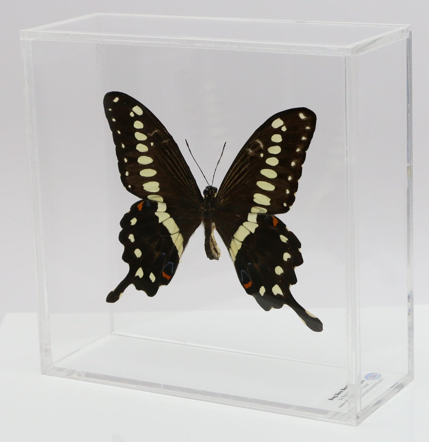 9060617 - Real Butterfly Acrylic Display Box - 6" X 6" - African Giant Swallowtail (Papilio lormieri)