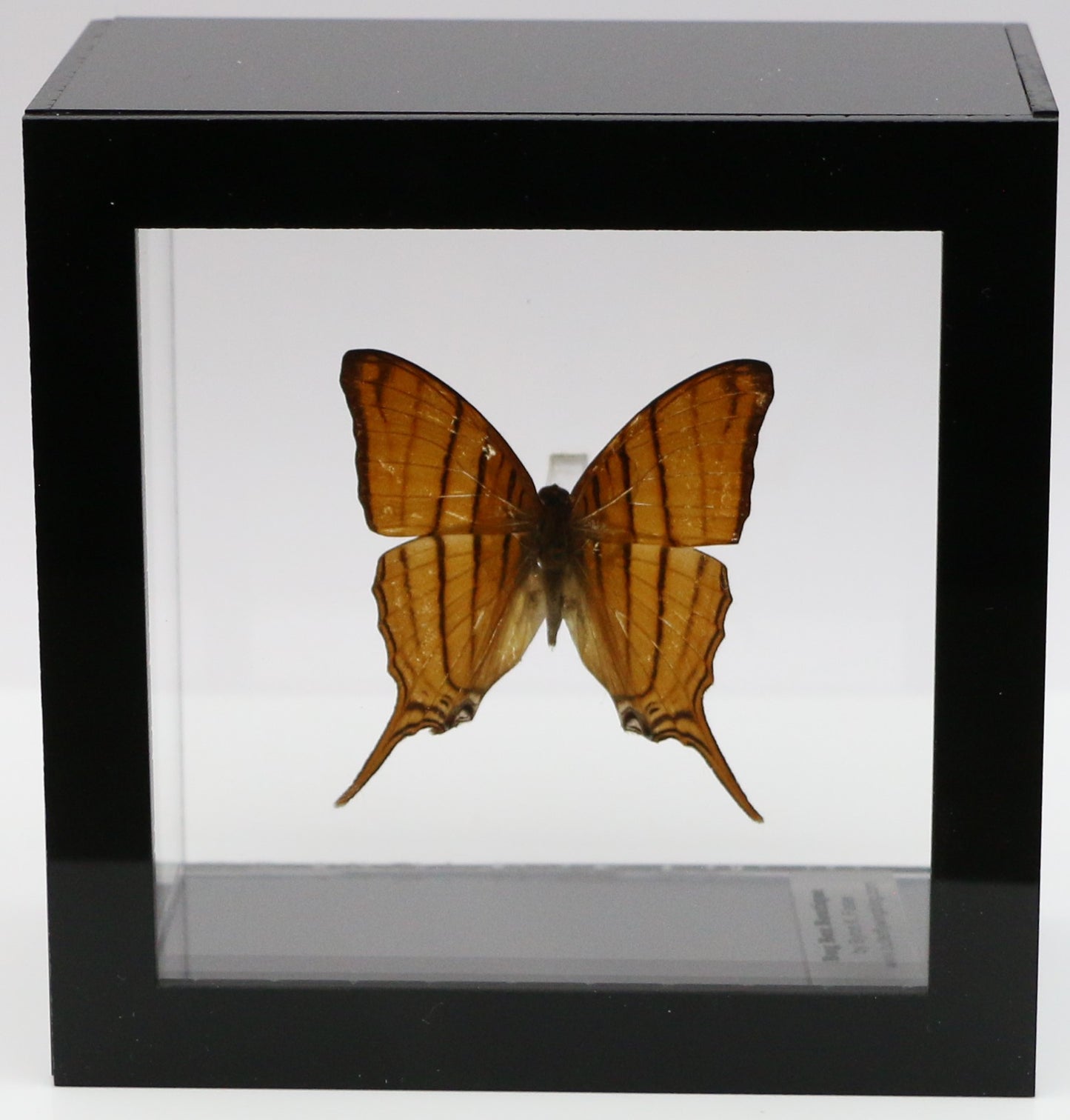 9040425 - Real Butterfly Acrylic Display Box - 4"X4" - Ruddy Daggerwing (Marpesia petreus)