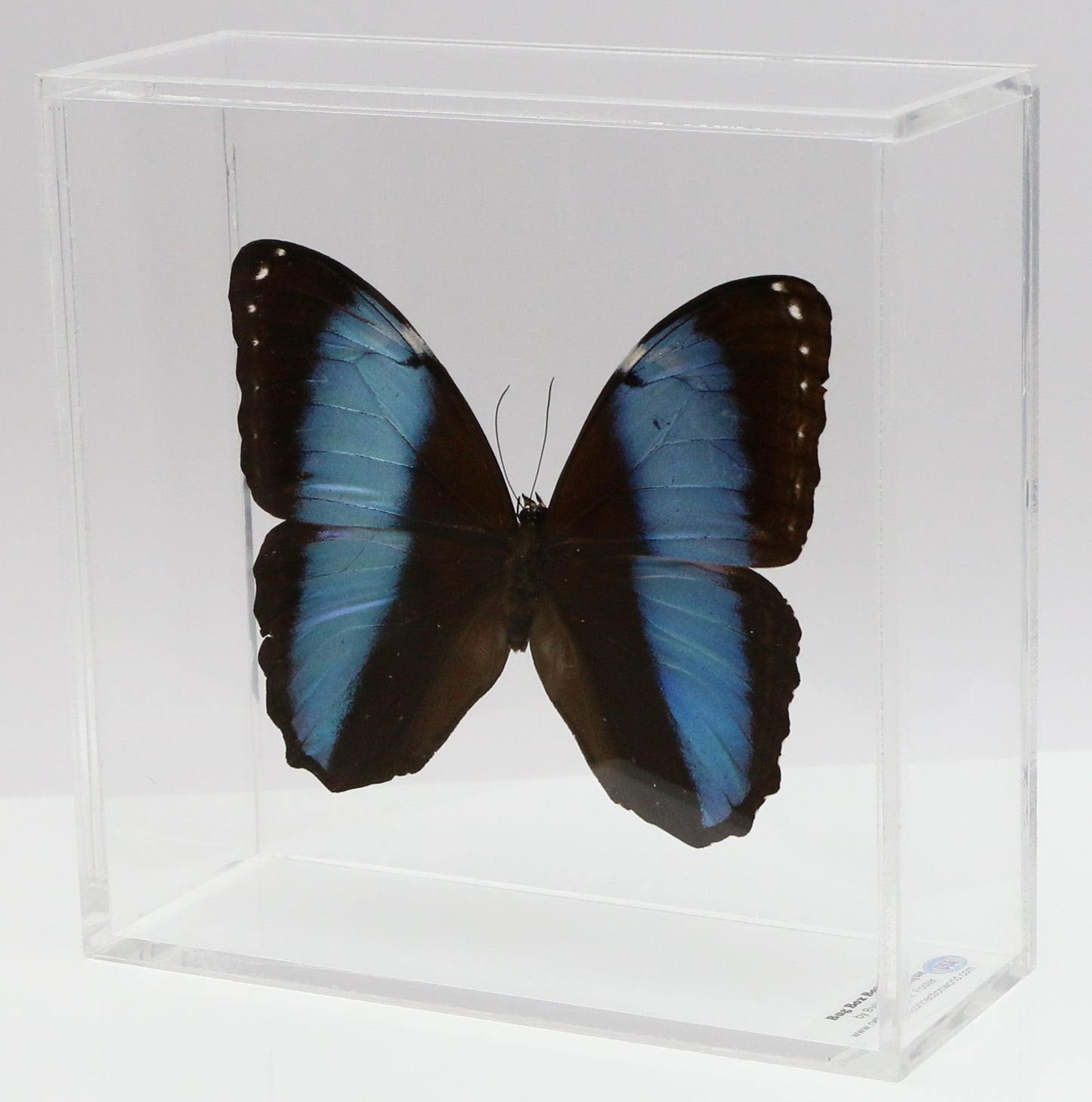 9060618 - Real Butterfly Acrylic Display Box - 6" X 6" - Banded Blue Morpho Butterfly (Morpho patroclus)