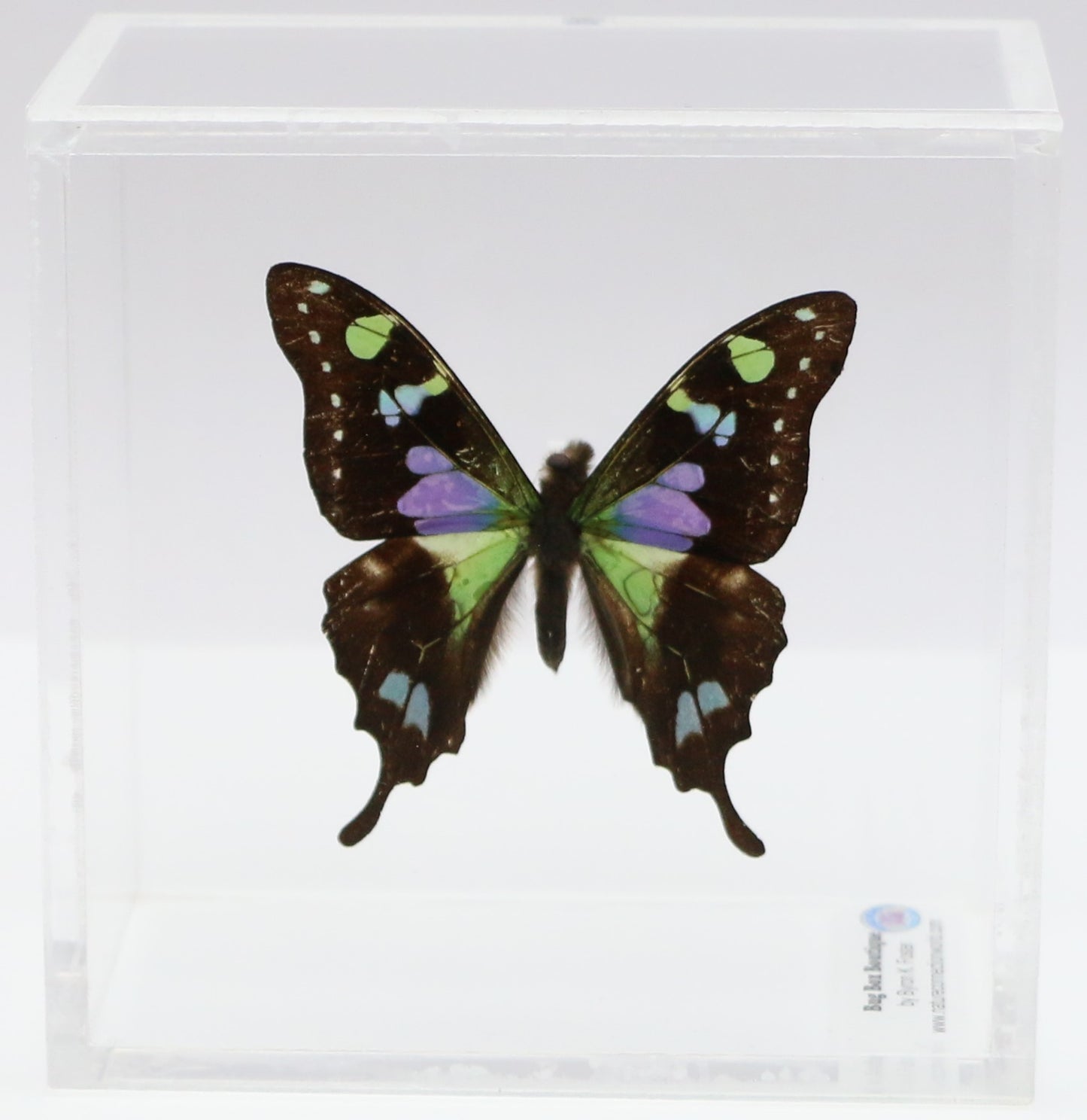 9040403 - Real Butterfly Acrylic Display Box - 4"X4" - Purple Spotted Swallowtail (Graphium weiskei)