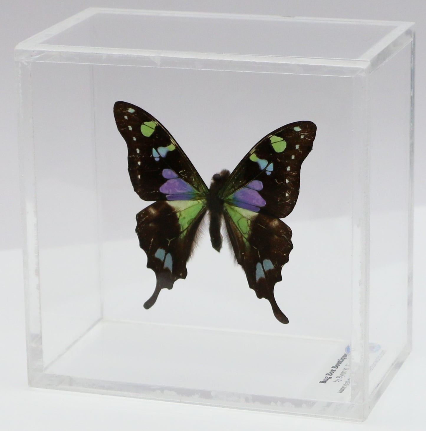 9040403 - Real Butterfly Acrylic Display Box - 4"X4" - Purple Spotted Swallowtail (Graphium weiskei)