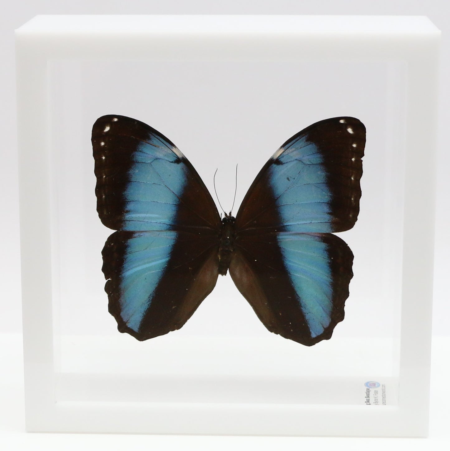 9060618 - Real Butterfly Acrylic Display Box - 6" X 6" - Banded Blue Morpho Butterfly (Morpho patroclus)