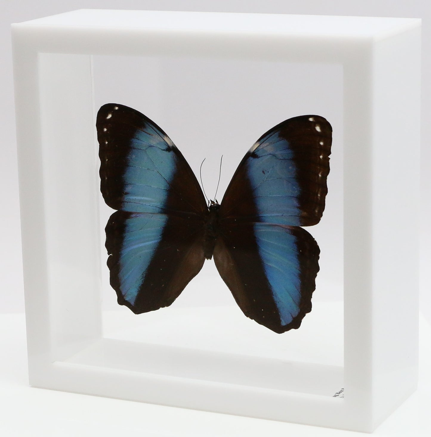 9060618 - Real Butterfly Acrylic Display Box - 6" X 6" - Banded Blue Morpho Butterfly (Morpho patroclus)
