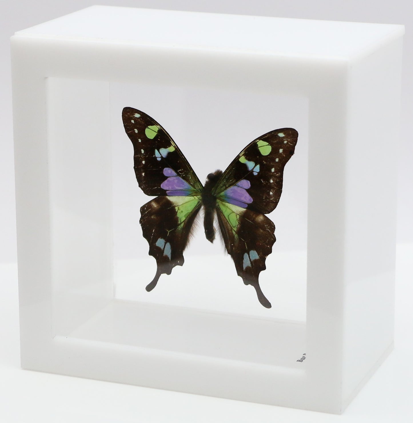 9040403 - Real Butterfly Acrylic Display Box - 4"X4" - Purple Spotted Swallowtail (Graphium weiskei)