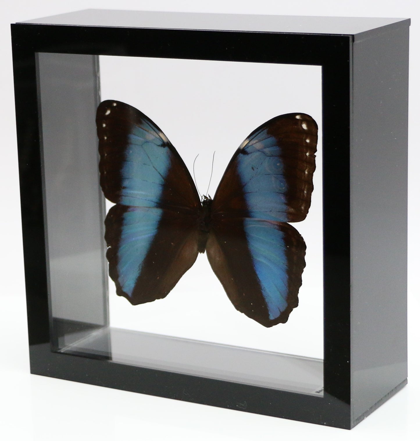 9060618 - Real Butterfly Acrylic Display Box - 6" X 6" - Banded Blue Morpho Butterfly (Morpho patroclus)