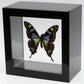 9040403 - Real Butterfly Acrylic Display Box - 4"X4" - Purple Spotted Swallowtail (Graphium weiskei)
