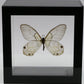 9040417 - Real Butterfly Acrylic Display Box - Amber Phantom Glasswing Butterfly (Haetera piera)