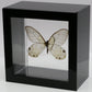 9040417 - Real Butterfly Acrylic Display Box - Amber Phantom Glasswing Butterfly (Haetera piera)