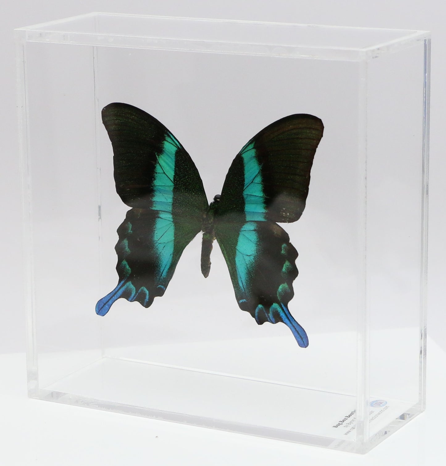 9060611 - Real Butterfly Acrylic Display Box - 6" X 6" - Peacock Swallowtail (Papilio blumei)